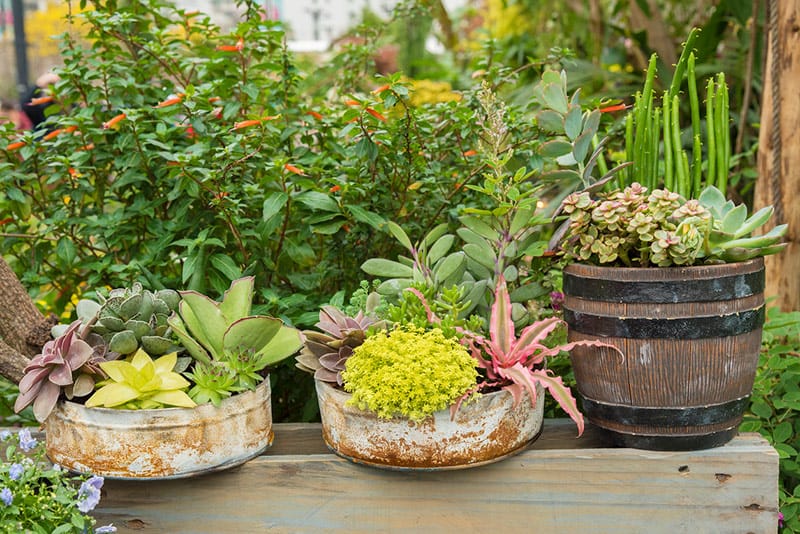 Best potted plants for a patio - succulents